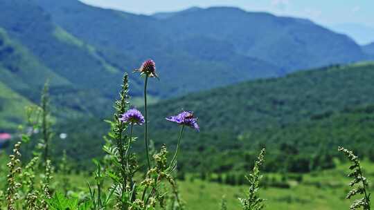 夏季高山草甸绿色植物野花