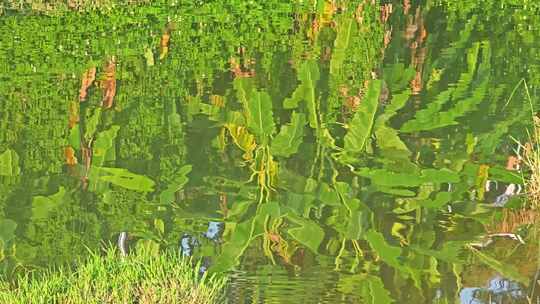 水面中的倒影芭蕉树波纹荡漾夏季夏天