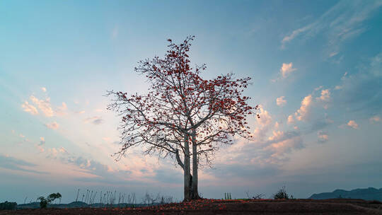 一棵树自然风光日落晚霞云朵延时唯美风景
