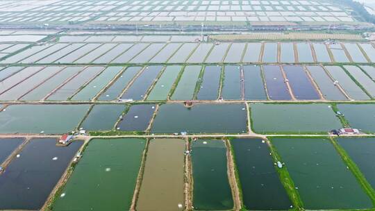 航拍养鱼池养殖场全景视频素材模板下载