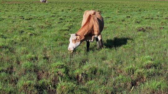 牛群在草地上吃草