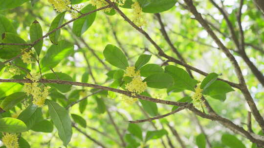 桂花 阳光树叶