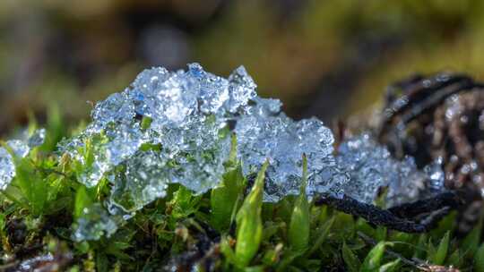 春回大地苔藓上冰雪融化延时