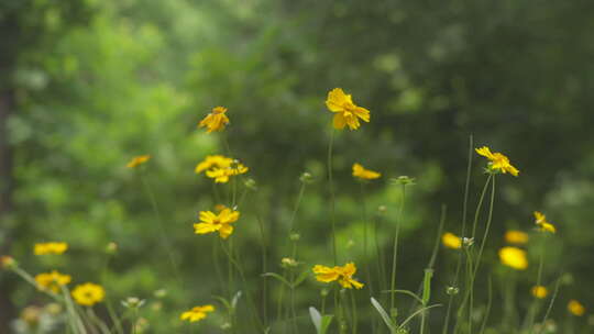 户外野花 山野 野菊花 花海