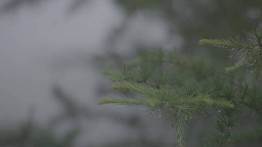 雨季 松柏 季节 森林 松树 天气