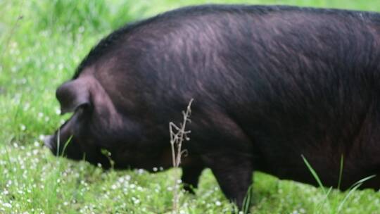 贵州赫章可乐黑猪在草在户外进食休息