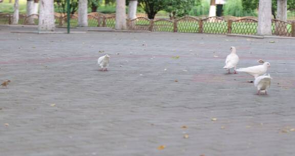 武汉历史名园中山公园里的鸽子