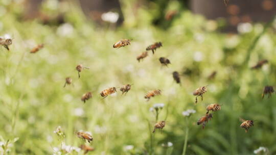 春天的蜜蜂在田野阳光里飞舞慢镜头