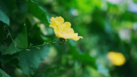 瓜腾藤蔓开花视频素材模板下载