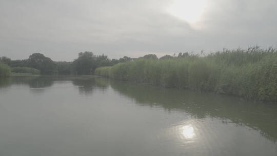 杭州西溪湿地水上芦苇荡游船风光