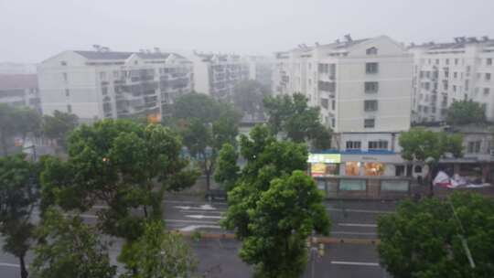 狂风暴雨下疯狂摇摆的行道树香樟树