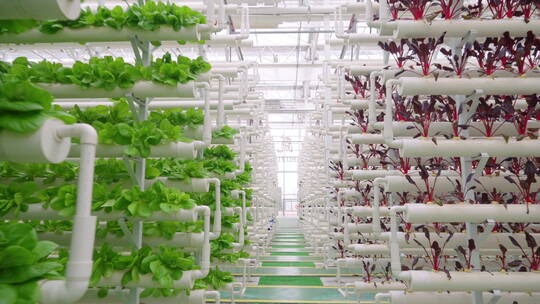 温室蔬菜种植-科技农业