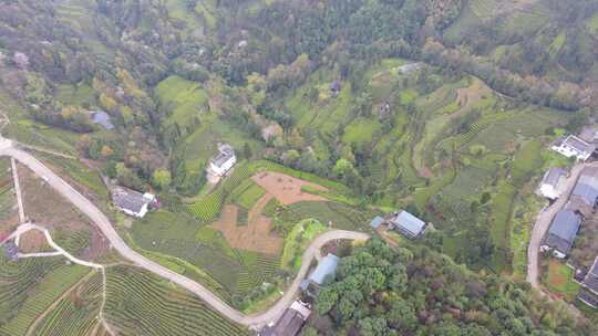 大自然茶园茶叶茶山美景景色航拍