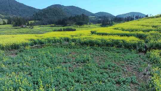 云南曲靖罗平螺丝田油菜花