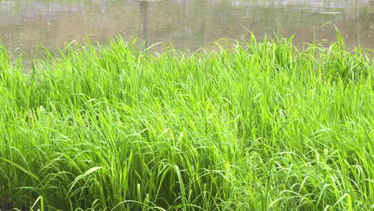 河边草地草丛一片草