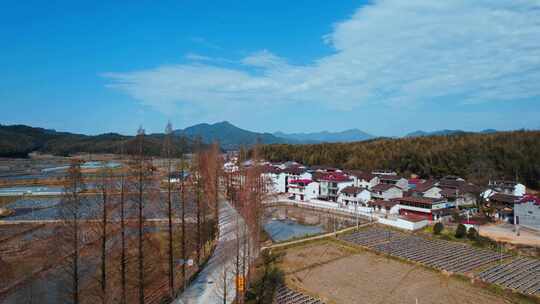 南平 光泽乡村道路 回家的路乡村路旁白桦树