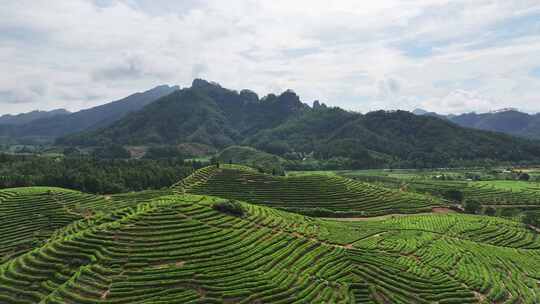 航拍福建茶园绿水青山建设