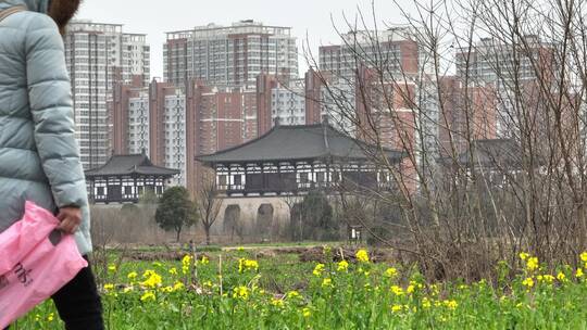 高清航拍春天油菜花城市边田野空镜定鼎门