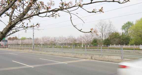 苏州新区科技城樱花盛开 城市道路樱花盛开