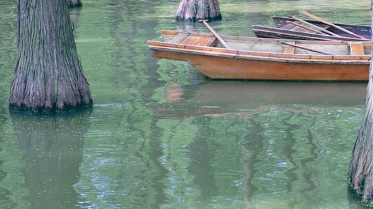 湖面上悠悠的小舟《水上森林》