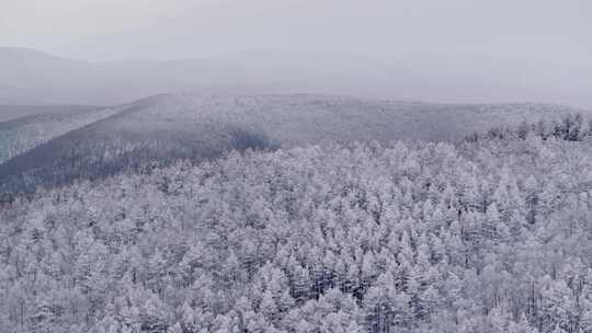 冬季雪山雾凇雪松树挂景观