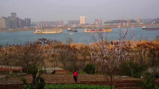 相机高清摄湖北宜昌江南岸菜农种植场景2