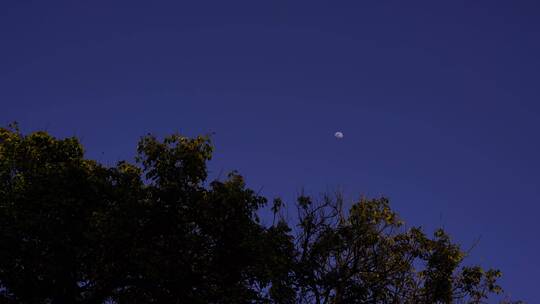 夜晚月亮树林弯月树叶晚上森林夜空天空黑夜