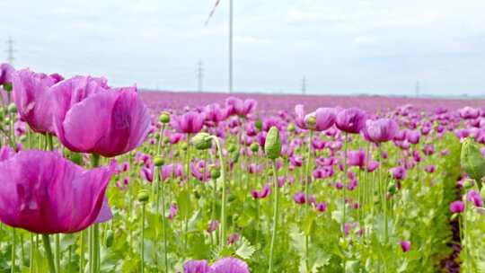 种满郁金香的花田