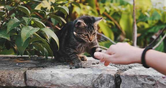 玩猫的人