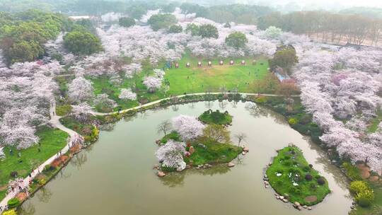 湖北武汉东湖樱花园春季风光