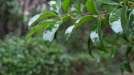 雨天雨滴在跳舞视频素材模板下载