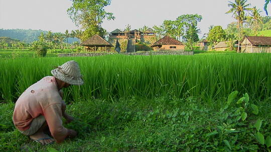 农民在稻田里收割大米