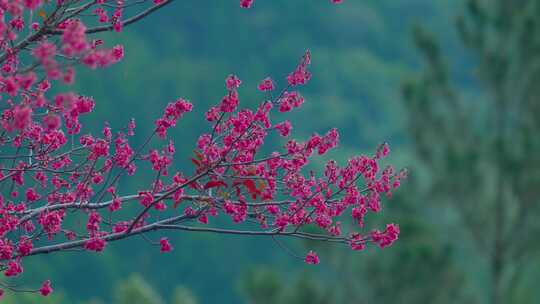 鸟语花香 鸟吃虫 山花 山楂花