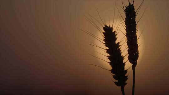 小麦 小麦穗 夕阳下的麦穗 麦田 小麦