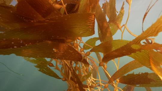 海底海草鱼类海洋生物