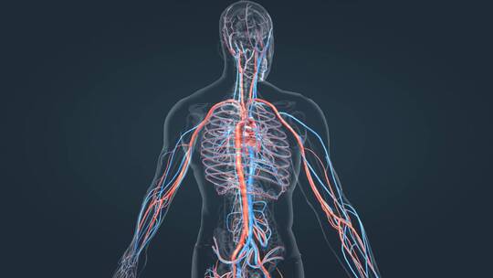 人体 心血管 系统 心跳 器官 循环系统
