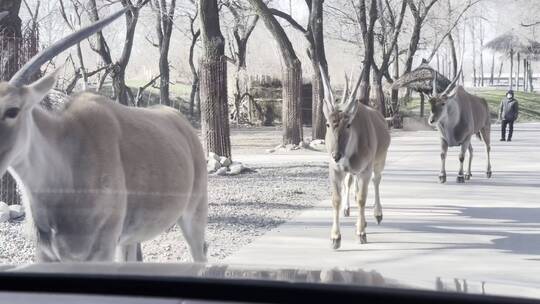 【镜头合集】野生动物园车里投喂羚羊