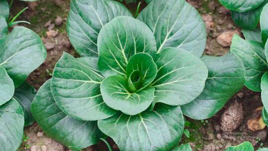 农产品种植有机蔬菜小白菜现代农业