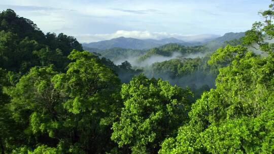 原始森林-绿色自然-森林云雾