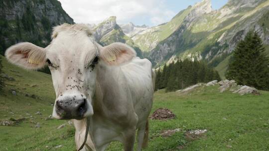 草地上站立的牛