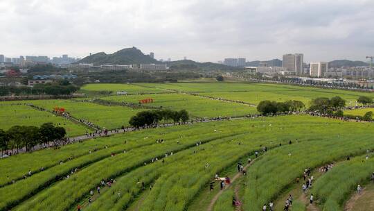 油菜花地高铁航拍