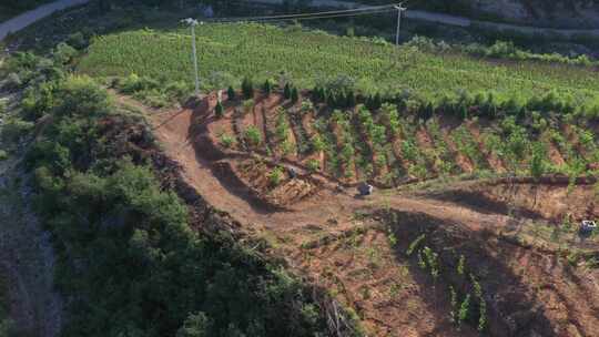 大树 植物 森林绿色 环保 树木 氧吧 航拍