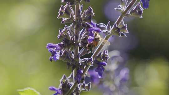 蜜蜂，授粉，薰衣草，蜜蜂