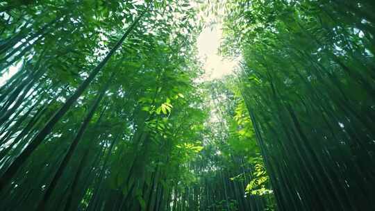 竹林深处仰拍视角绿意盎然的竹林风光