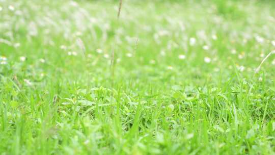 微风吹拂草丛实拍