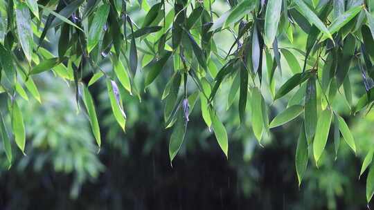 雨水雨滴落在竹叶上合集