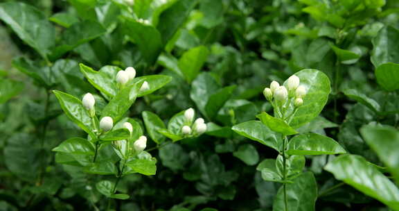 茉莉花，花地