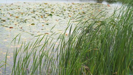 湖边水草风吹芦苇大河江河江边湖泊湖畔岸边