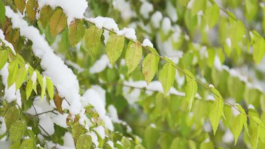 中国东北冬季大雪中的树绿叶植物