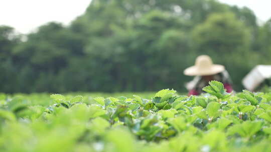 农民田间劳动种植蔬菜蔬菜大棚里的蔬菜草莓